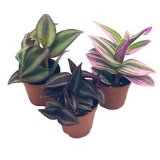 Wandering jew assortment for sale  Apopka