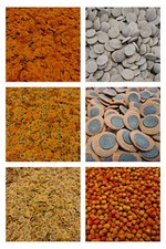 Colour energy algae for sale  UK