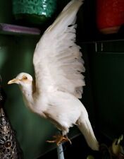 Beautiful dove taxidermy for sale  LONDON
