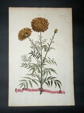 Munting garden tansy d'occasion  Paris-