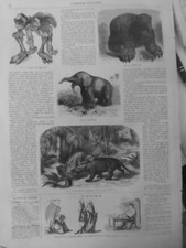 1862 mammouth squellette d'occasion  Saint-Etienne