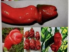 Restposten bio chili gebraucht kaufen  Kassel