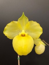 Paphiopedilum armeniacum gebraucht kaufen  Wettringen