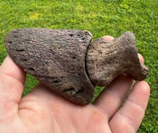 Rare museum bison for sale  Pinellas Park