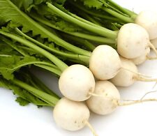 Turnip snowball 1000x for sale  DEWSBURY