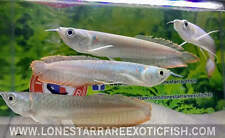 Silver arowana osteoglossum for sale  Livingston