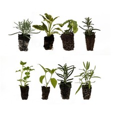 Herb collection starter for sale  WICKFORD