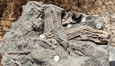 Detailed crinoid multiple for sale  Hesperia
