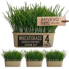 Organic wheatgrass premium for sale  Cadwell