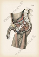 Antique anatomy human for sale  HASLEMERE