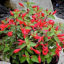 Fuchsia plug plants for sale  LONDON