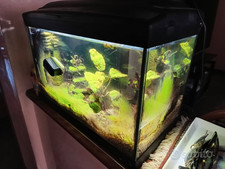 acquario ferplast usato  Verona