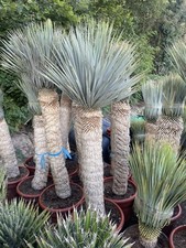 Yucca rostrata 160 for sale  UXBRIDGE