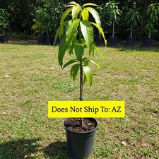 Glenn mango tree for sale  Miami