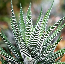Haworthia fasciata zebra for sale  LONDON