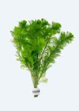 Cabomba aquatica aquarium for sale  BOLTON
