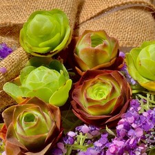 rose succulent for sale rose succulent for sale Edison