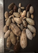 Collection coquillages olives d'occasion  Champigny-sur-Marne