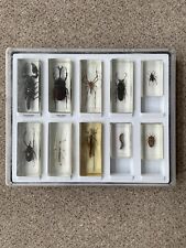 Schaukasten insekten sammlung gebraucht kaufen  Deutschland