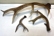 Natural shed elk for sale  Mcminnville