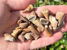 Fossil mosasaur teeth for sale  Coppell