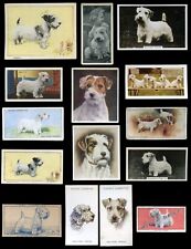 Sealyham terrier dog for sale  UK