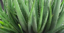 Organic aloe vera for sale  Milford