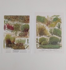 Botanical prints set for sale  BIRKENHEAD