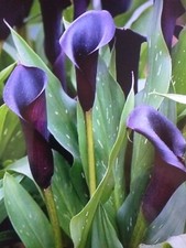 black calla lily for sale black calla lily for sale SOUTHAMPTON