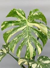 Monstera Thai Constellation corte com nós: US$ 65 por corte frete grátis comprar usado  Enviando para Brazil