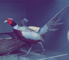 X12 kansas pheasant for sale  LLANDINAM