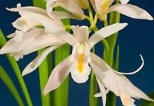 Cymbidium mastersii species d'occasion  Paris XV
