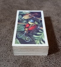 1961 tropical birds for sale  CHIPPENHAM