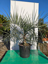 Butia capitata 110 usato  Spedire a Italy