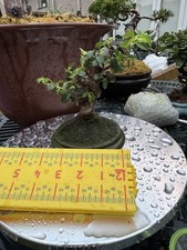 Small elm bonsai for sale Small elm bonsai for sale  LIVERPOOL