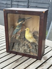 Antique vintage kingfisher for sale  CREWE