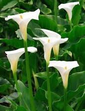 Zantedeschia aethiopica arum for sale  CAMBORNE