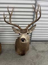 Mule deer shoulder for sale  Houston