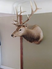 Taxidermied elk shoulder for sale  Lodi