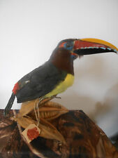 Taxidermie oiseaux araçari d'occasion  Mezzavia