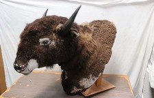 Bison head taxidermy for sale  Oceanside