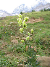 Samen aconitum anthora gebraucht kaufen  Schmidmühlen