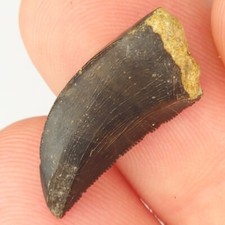 Allosaurus 0.85 tooth for sale  Rockledge