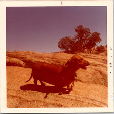 Usado, Foto instantânea vintage cena animal canino cachorro Dachshund PH2014 comprar usado  Enviando para Brazil