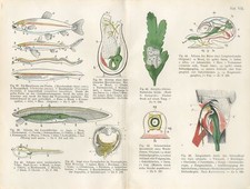 1897 ANIMAL ANATOMIA TUBARÃO SALMÃO PEIXE CARACOL VERME LANCETA LARVA Litografia Impressão comprar usado  Enviando para Brazil