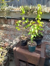 Silver birch tree for sale  BOSTON