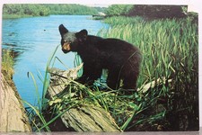 Usado, Animal Bear I'll Get Soaked cartão postal antigo vintage cartão vista lembrança padrão PC comprar usado  Enviando para Brazil