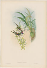 Gould hummingbirds antique for sale  Chicago