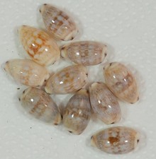 Cypraea fimbriata top usato  Italia