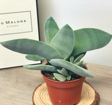 Crassula falcata boomerang for sale  WALSALL